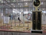 James. Best Rare AOV at the 2011 Des Moines ISPA Fancy Pigeon&nbsp;Show.